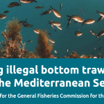 Call to Action: Ending illegal bottom trawling in the Mediterranean Sea